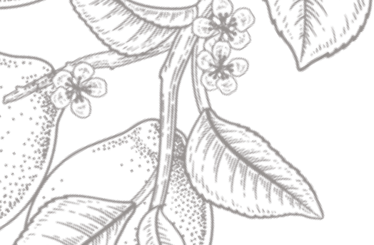 Zitronenbaum