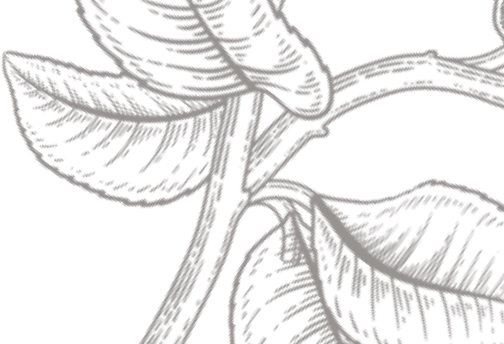 Zitronenbaum